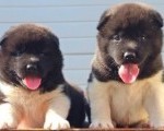 Američka Akita, novo leglo